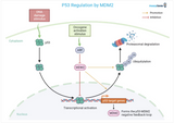 The p53 Protein:  Tumor Suppressor Protein