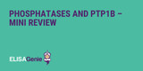 Phosphatases and PTP1B – Mini review