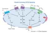 Unraveling the Mysteries of Platelet-Activating GPCR Signaling