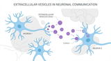 Extracellular Vesicles in Neurodegenerative Disease: From Pathology to Therapeutic Potential