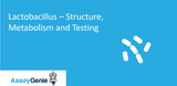 Lactobacilli - Structure, Metabolism, and Testing