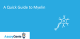 A Quick Guide to Myelin