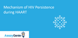 Mechanisms of HIV persistence during HAART