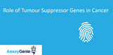 The Role of Tumor Suppressor Genes in Cancer: Knudson Hypothesis &  Oncogenes