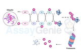 Ubiquitin and Its Role in Cellular Regulation: A Comprehensive Overview of Modifiers and Pathways