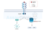 IL-1 Family Signaling: Unraveling the Molecular Orchestra of Immune Regulation