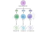 Innate Lymphoid Cells Differentiation: Guardians of Immune Homeostasis