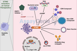 STING Activators As Cancer Therapeutics