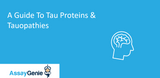 A Guide To Tau Proteins & Tauopathies