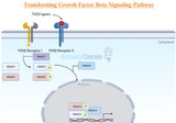 Deciphering the Intricacies of TGF-Beta Signaling Pathway