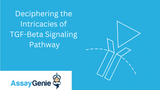 Deciphering the Intricacies of TGF-Beta Signaling Pathway