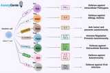 The Rat Effectively Models Signature Cytokines of T Helper Cells