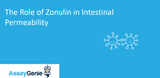 The Role of Zonulin In Intestinal Permeability 