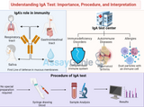 Understanding IgA Test: Importance, Procedure, and Interpretation