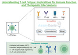 Understanding T Cell Fatigue: Implications for Immune Function and Therapeutic Interventions