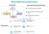 What is RNAi? All You Need to Know