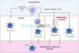 Dendritic Cells: Tracing the Developmental Lineage Pathway