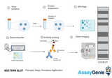 Western Blot Training: A Comprehensive Guide