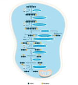 Biological Role of GLP-1