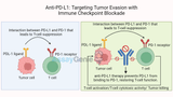 Anti-PD-L1: Targeting Tumor Evasion with Immune Checkpoint Blockade