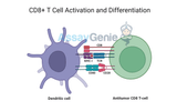 CD8+ T Cells: Understanding the Role of Cytotoxic T Cells in Immunity