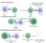 LAG-3: Revitalizing T Cells in Exhaustion for Combination Therapies