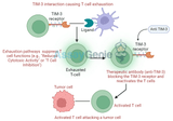 TIM-3: Targeting T Cell Exhaustion for Better Immunotherapy Outcomes