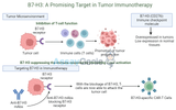 B7-H3: A Promising New Target in Tumor Immunotherapy