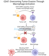 CD47: Overcoming Tumor Evasion Through Macrophage Activation