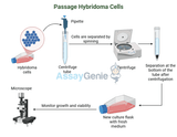 Passaging Hybridoma Cells: A Detailed Guide