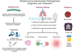 Streptococcus pneumoniae: Pathogenesis, Diagnosis, and Treatment