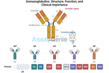 Immunoglobulins: Structure, Function, and Clinical Importance