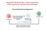 Vopratelimab: Unlocking the Potential of ICOS in Cancer Research