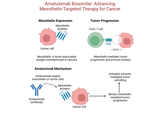 Amatuximab: Exploring Mesothelin-Targeted Therapy for Cancer Research