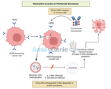 Patritumab Deruxtecan: Mechanism, Clinical Applications, and Biosimilar Advances