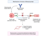 Bevacizumab: Mechanism, Clinical Applications, and Biosimilar Insights