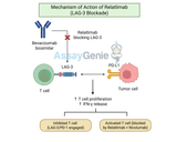 Relatlimab: Unlocking the Potential of LAG-3 Inhibition in Cancer Research