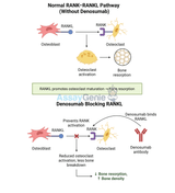 Denosumab: A Comprehensive Overview of Mechanism, Applications, and Research Advances