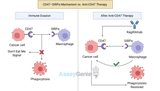 Unlocking the Potential of Anti-CD47 in Cancer Immunotherapy
