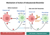 Indusatumab: Advancing Anti-CD47 Cancer Research with Biosimilar Innovations