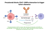 Unveiling Prezalumab: Targeting the Role of Anti-CD47 in Cancer Immunotherapy