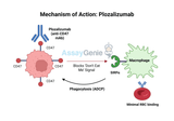 Plozalizumab: Unveiling the Role of Anti-CD47 in Cancer Research