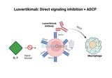 Lusvertikimab: Unveiling the Potential in Immuno-Oncology