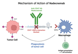 Nadecnemab: Advancing Cancer Research Through Anti-CD47 Targeting