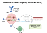 Imalumab: Unveiling Its Mechanism, Clinical Potential, and Biosimilar Advancements
