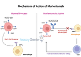 Murlentamab: Revolutionizing Cancer Research with Targeted Therapy