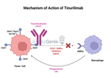 Tinurilimab: Advancing Immunotherapy Through CD47 Blockade