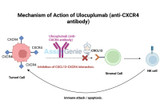 Ulocuplumab: Targeting CXCR4 in Cancer Research and Beyond