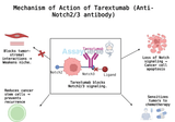 Tarextumab: Unlocking the Potential of Cancer Therapeutics
