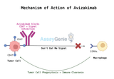 Avizakimab: Unveiling the Role of Anti-CD47 in Cancer Research